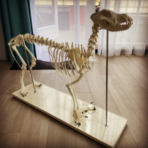 Hond skelet botten en gewrichten chiropractie