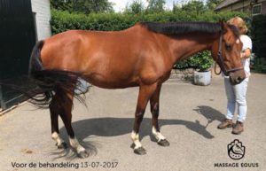 paard stress verhuisd verhuizing massage equus resultaat